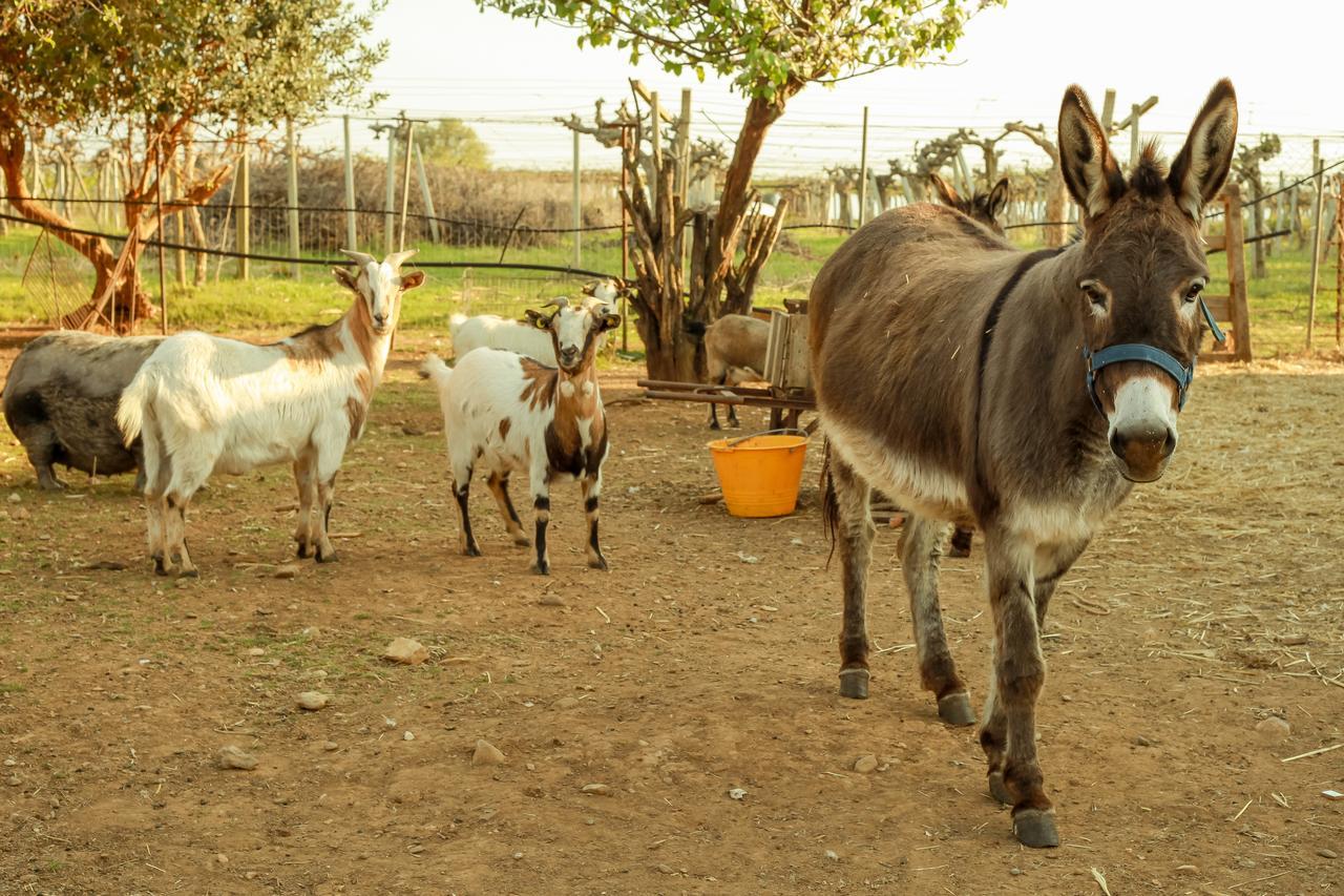 Azienda Agrituristica Il Pago 新锡里马里纳 外观 照片